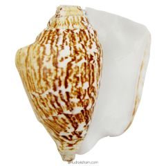 Blowing Conch Shell, Vamavarti Shankha ( Conch ) , Left handed Conch shell, Natural Vamavarti Blowing Shankh / Sankh with Natural Colors and Design