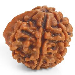 (21.41mm) 7 Mukhi Ganesh Rudraksha | Buy Online Nepali Original Natural Saat (Seven) Mukhi Rudraksha Bead