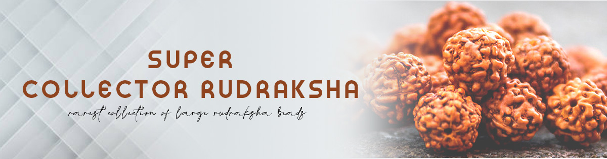 Super Collector Rudraksha