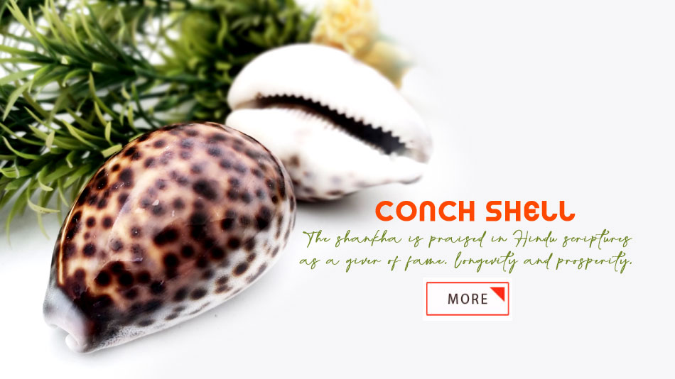 /puja-items/conch-shells.html