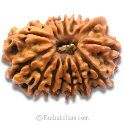 15 Mukhi