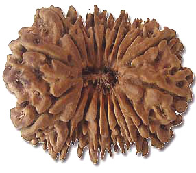 18 Mukhi