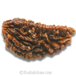 1 Mukhi