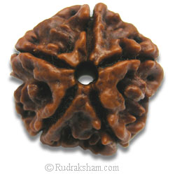 5 Mukhi