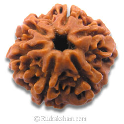 6 Mukhi