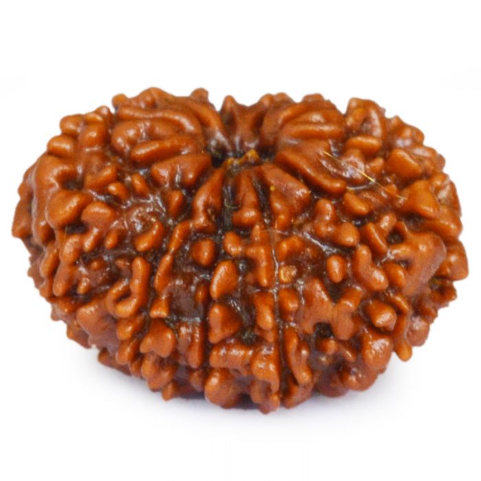 Original 11 Mukhi Rudraksha Online at Best Price - Rudraksham ...