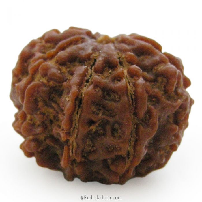 25.26 mm) 8 Mukhi Rudraksha Super Collector Bead | Original ...