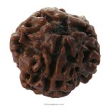 (19.57mm) 3 Mukhi Rudraksha Super Collector Bead | 3 Mukhi Rudraksha Bead | Teen Mukhi - Three Faced Rudraksha from Nepal | 100% Authentic Pure Natural - Super Collector Bead