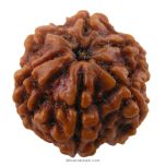 (24.38mm) 6 Mukhi Rudraksha Super Collector Bead | 6 Mukhi Rudraksha Bead | Cheh Mukhi, Six Faced Rudraksha from Nepal for Planet Venus | Six Mukhi Rudraksha In Vedic astrology
