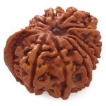 (25.69mm) 12 Mukhi Ganesh Rudraksha Bead From Nepal | Twelve 12 Faced Ganesha Rudraksha Bead | Energised & Original Rudraksham - 1