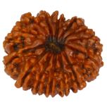 14 Mukhi Rudraksha Bead, Third Eye Opener, 14 Faced Rudraksha Bead from Nepal Spiritual Pure Natural Energised Rudraksha Bead