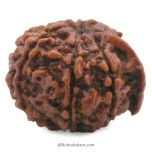 (21.97mm) 8 Mukhi Ganesh Rudraksha Bead | Nepal Eight Faced Ganesha Trunk Rudraksha Bead | Original and Energised Aath Mukhi