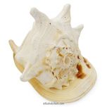 Gaumukhi Shankh - Gaumukhi Conch Shell, Blowing Gaumukhi Shell, Cow Face Gomukhi Conch Shell, Natural And Exclusive Gaumukhi Shell