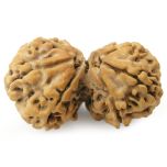  Original Energised Gauri Shankar Rudraksha Bead Shiva Parvati Bead from Nepal - Collector Bead at Best Price Online