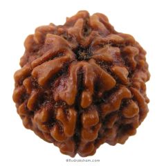 (24.38mm) 6 Mukhi Rudraksha Super Collector Bead | 6 Mukhi Rudraksha Bead | Cheh Mukhi, Six Faced Rudraksha from Nepal for Planet Venus | Six Mukhi Rudraksha In Vedic astrology