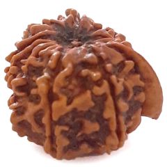 (21.68mm) 11 Mukhi Ganesh Rudraksha | Buy Online Nepali Original Natural Gyaraha ( Eleven ) Mukhi Rudraksha Bead - 4