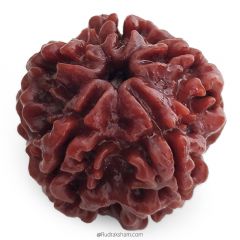(25.88mm) 5 Mukhi Rudraksha Super Collector Bead | 5 Mukhi Rudraksha Bead | Panch Mukhi, Five Faced Nepal Rudraksha | Wholesale Rudraksha Beads