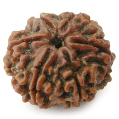 Collector 6 Mukhi Rudraksha Bead, Buy Online Six Faced Rudraksha from Nepal - Original & Energised Collector Bead