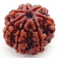 7 Mukhi Rudraksha Super collector Beads | Benefits of 7 ...