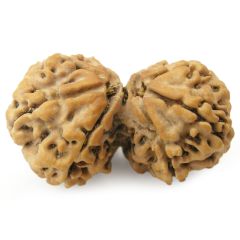  Original Energised Gauri Shankar Rudraksha Bead Shiva Parvati Bead from Nepal - Collector Bead at Best Price Online
